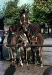 849818 Afbeelding van enkele paarden op de veemarkt aan de Croeselaan te Utrecht.
